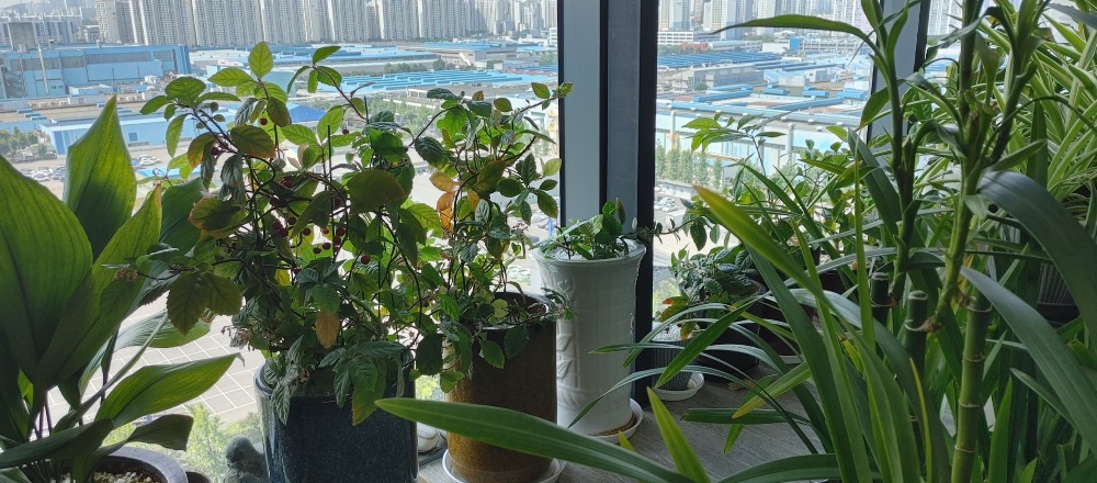 20220602_103054_HDR.jpg