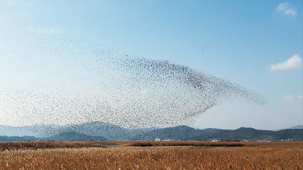 순천만습지36-1000.jpg