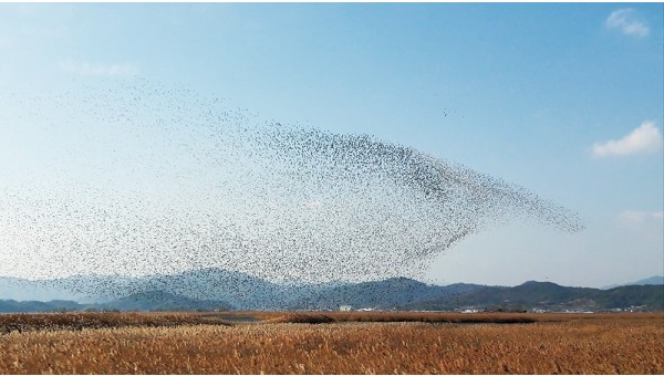 순천만습지36-1000.jpg