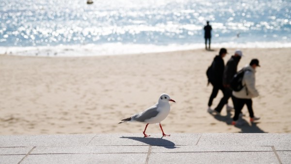 bird-7000837_1920.jpg