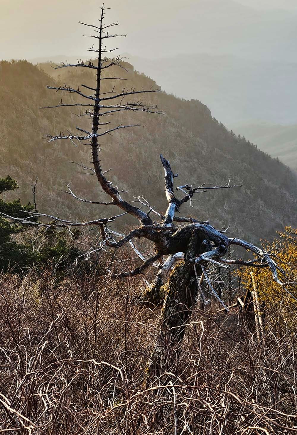 지리산꽃20-1000.jpg