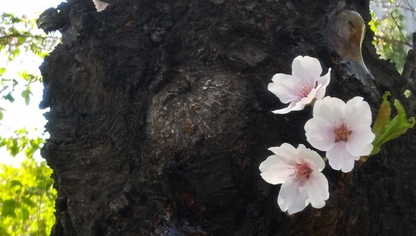 20190417고목의꽃4-1000.jpg
