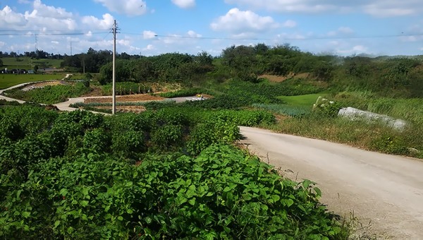 백산1-1000.jpg