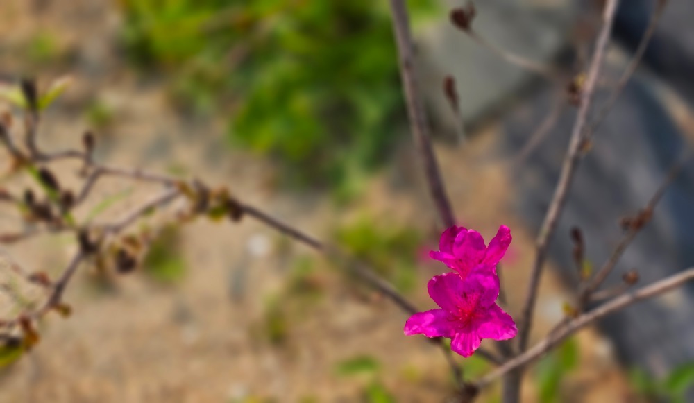 영산홍1.jpg