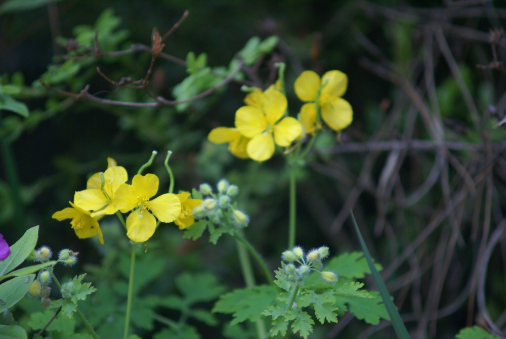 DSC08392.JPG
