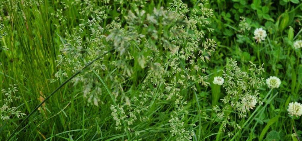 왕포아풀 한강공원.jpg