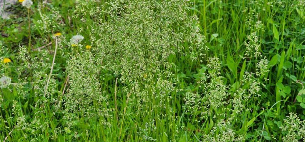 왕포아풀 한강공원2.jpg