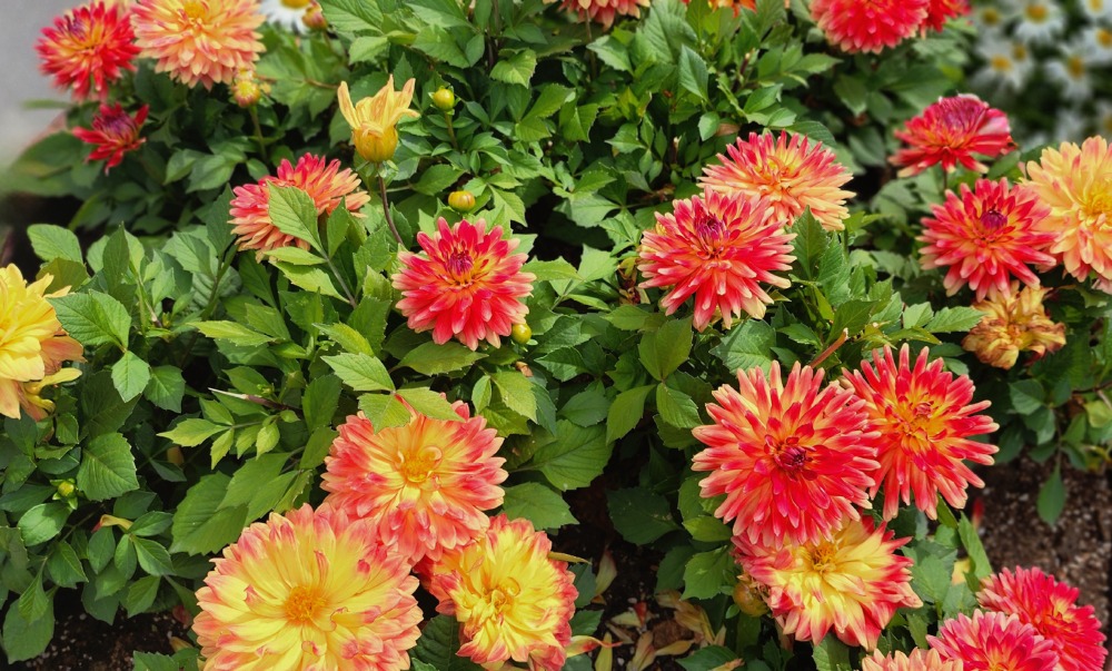 다알리아 오두산전망대.jpg