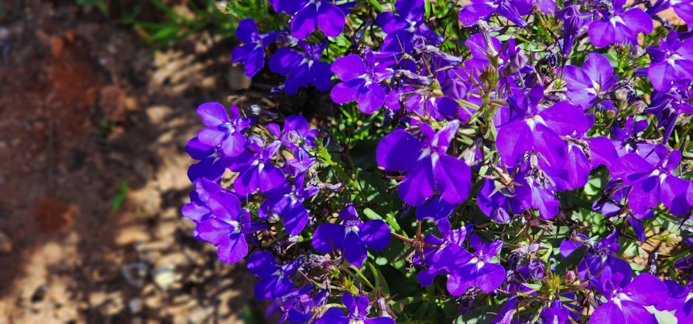 로벨리아 오두산전망대.jpg