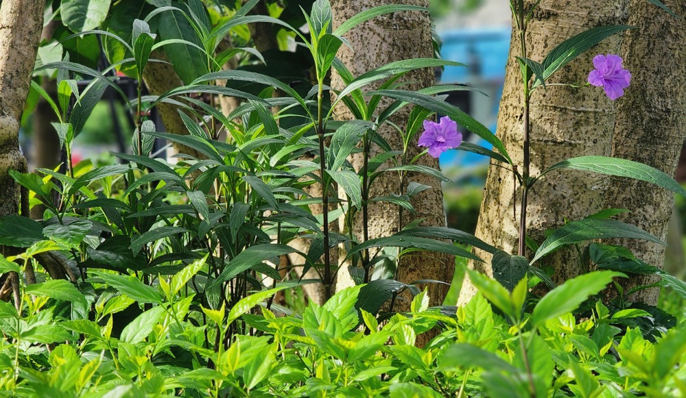 루엘리아(목나팔, 우창꽃)-타이베이.jpg