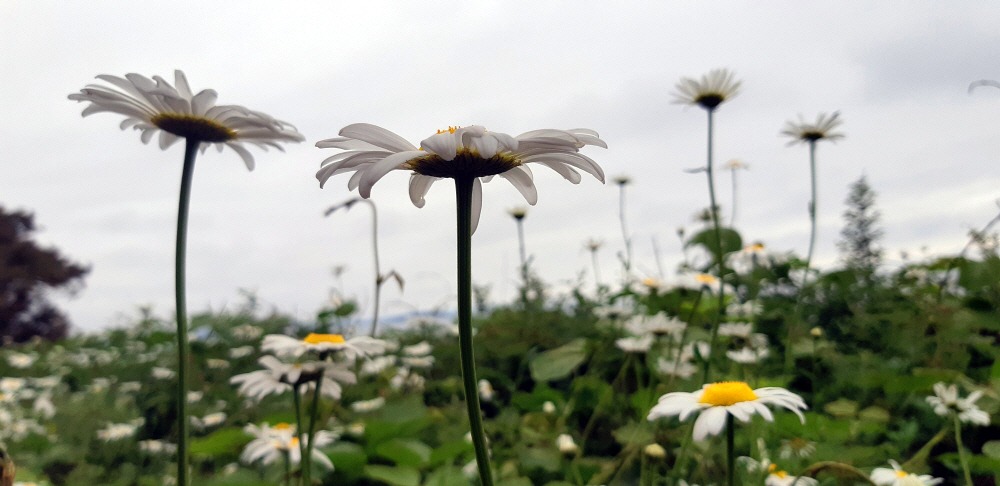 데이지-변산.jpg