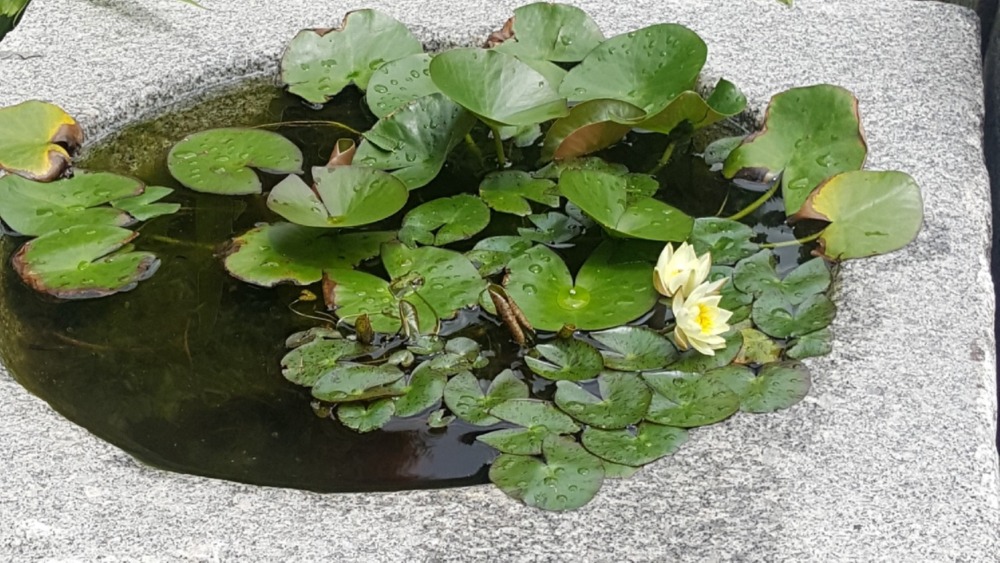 수련1.JPG
