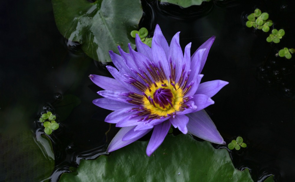 연꽃3-씨돌.JPG