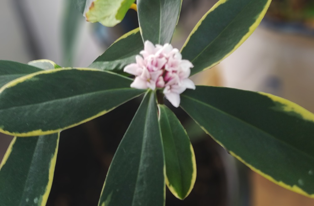 서향(천리향)-사무실 20190207.jpg