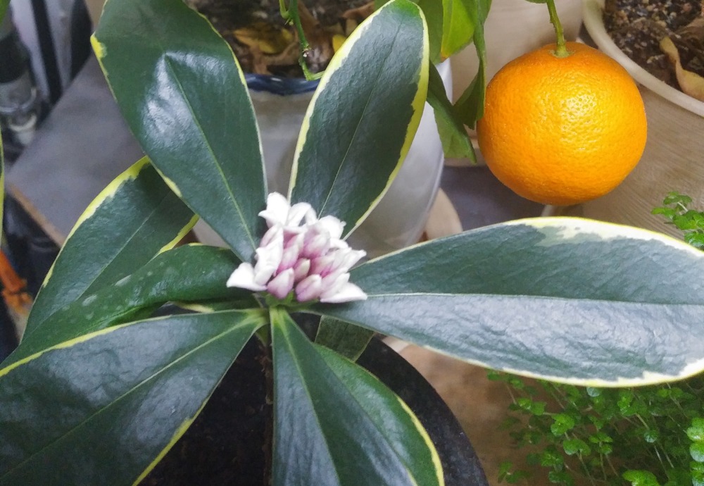 서향(천리향)-사무실2 20190203.jpg