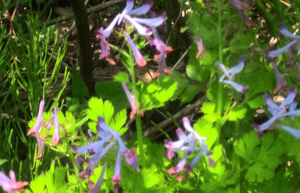 자주괴불주머니-허궁실 20190505_104220.jpg