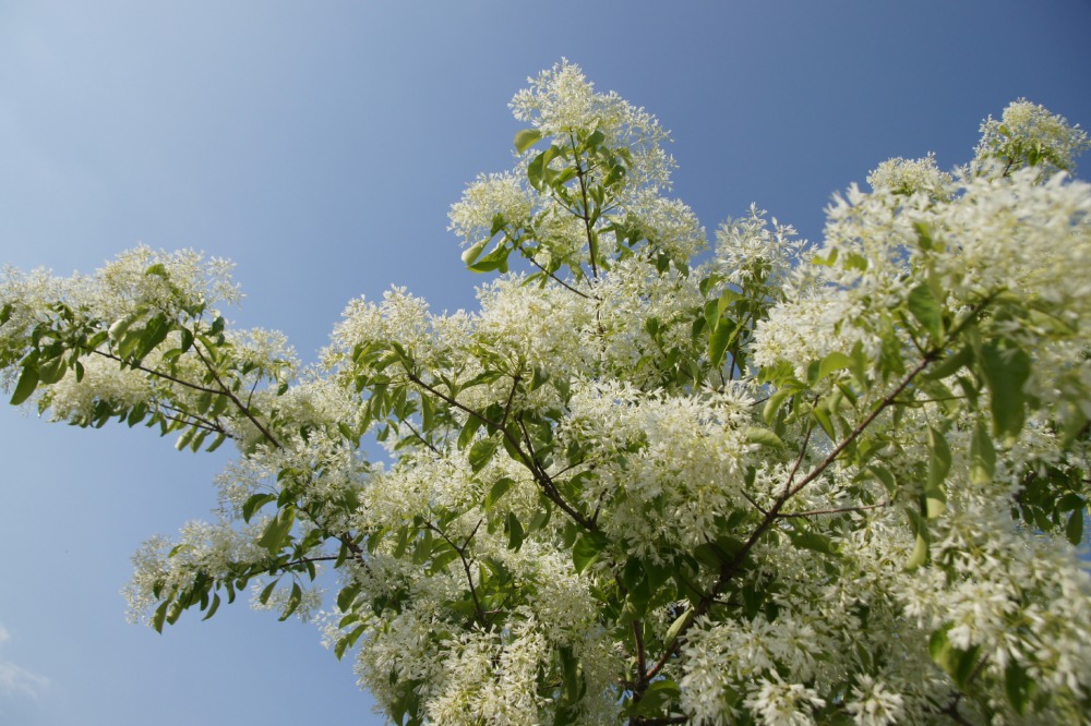 이팝나무-여수기행 (60).JPG