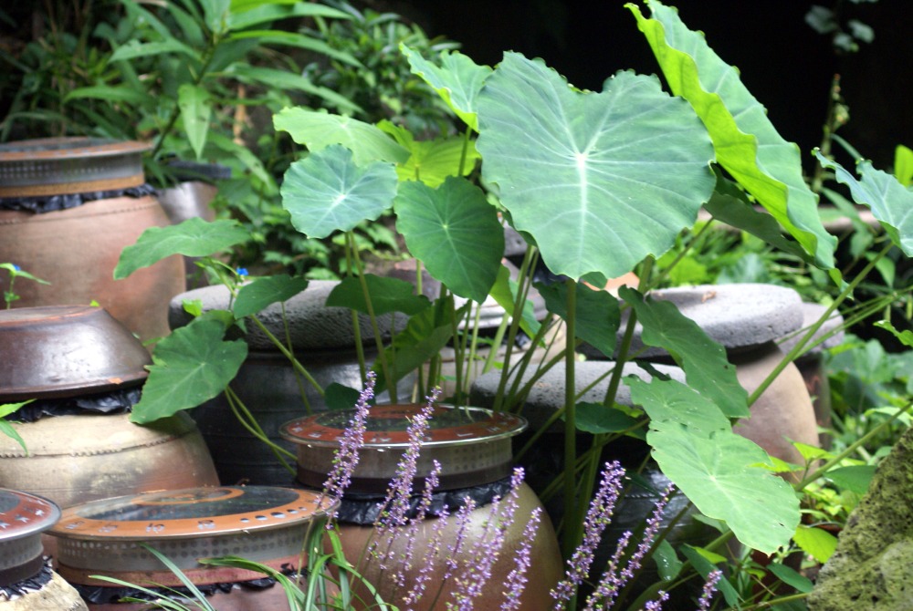 토란, 맥문동-제주.JPG