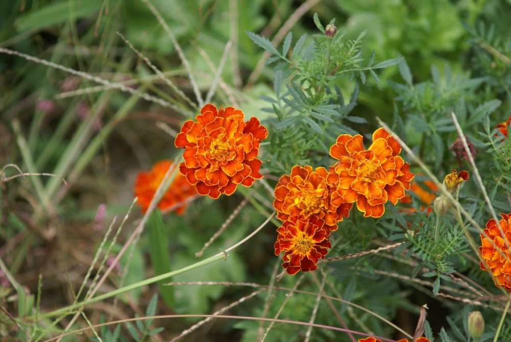 메리골드(천수국, 만수국)-채석강.JPG