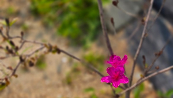 영산홍1.jpg