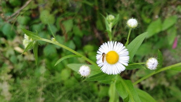 개망초와 호리꽃등에-박종부 촬영.jpg