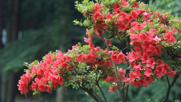 영산홍.JPG