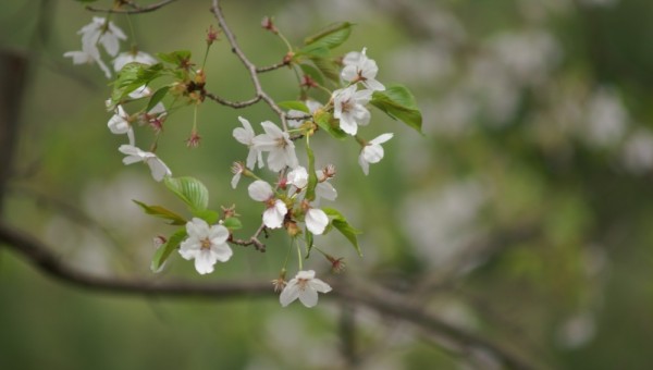 산벚나무꽃.JPG