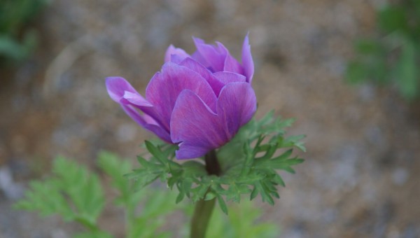 DSC08431.JPG