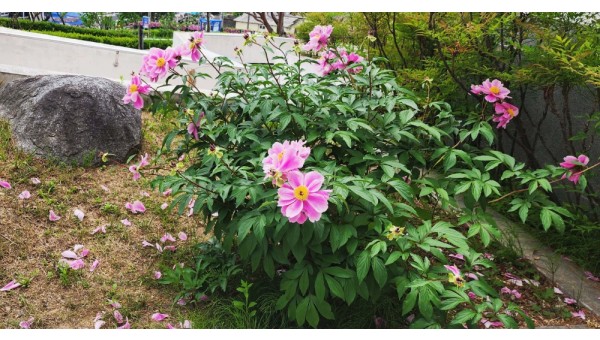 작약(분홍색).jpg