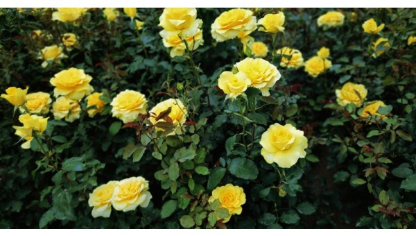 장미(로사 포에티다) 청라.jpg