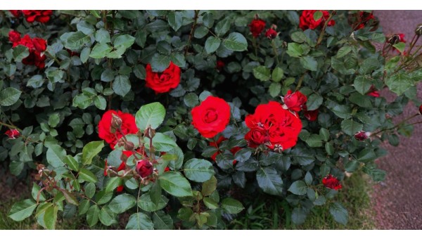 장미(코데스 브릴란트)청라.jpg