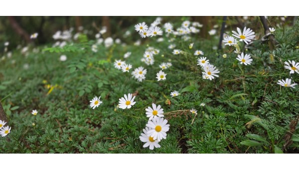 데이지(구절초)-민주화공원3.jpg