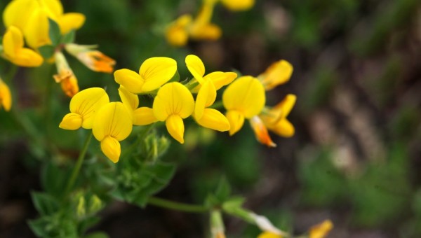 벌 노랑이-씨돌.JPG