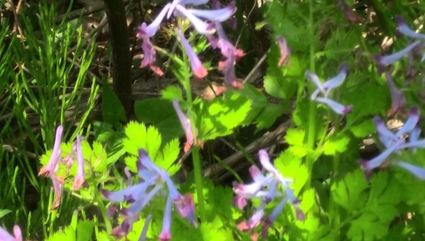 자주괴불주머니-허궁실 20190505_104220.jpg