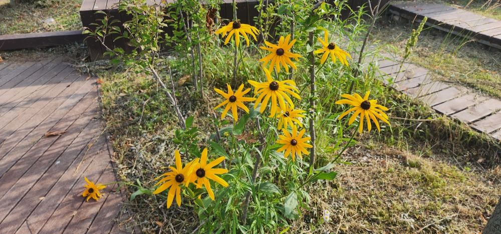 삼잎국화(골든글로우)0소래습지 20250705.jpg