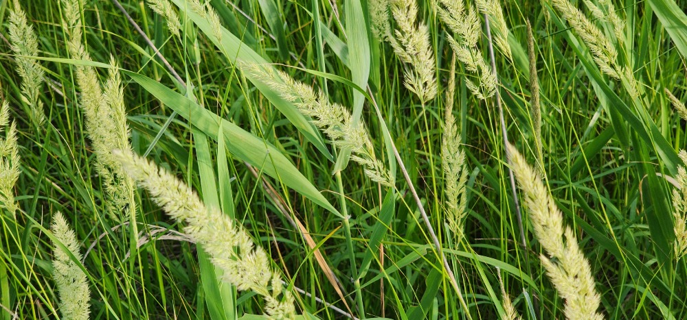 산조풀-소래습지 20250705.jpg