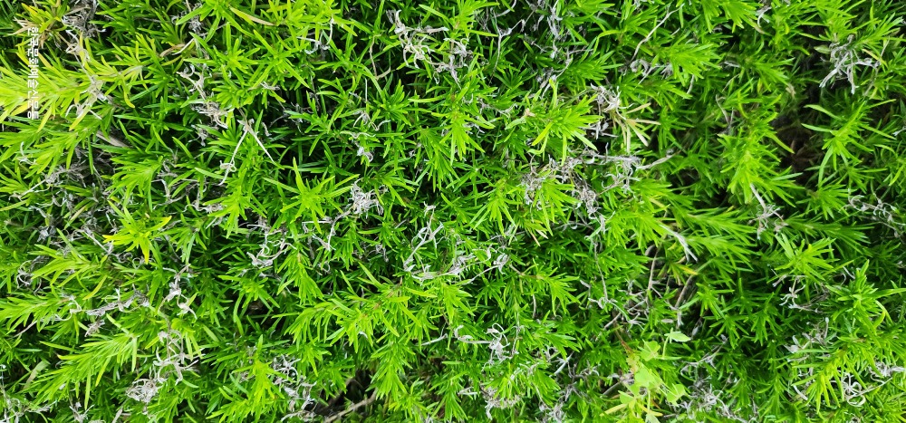 아스파라거스 세타세우스-청라호수공원 20250709.jpg