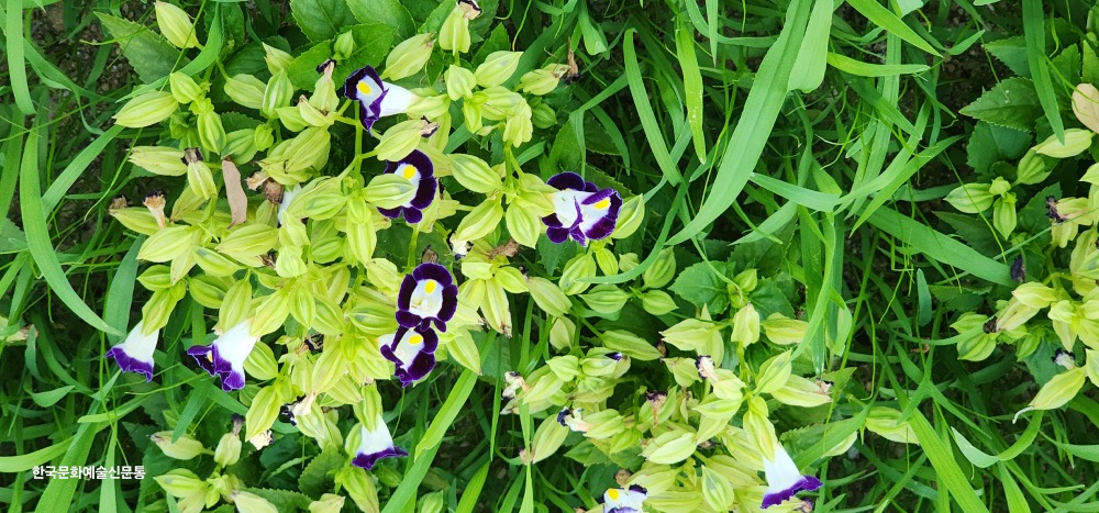 토레니아 카우아이 블루앤화이트(위시본꽃)-청라호수공원.jpg