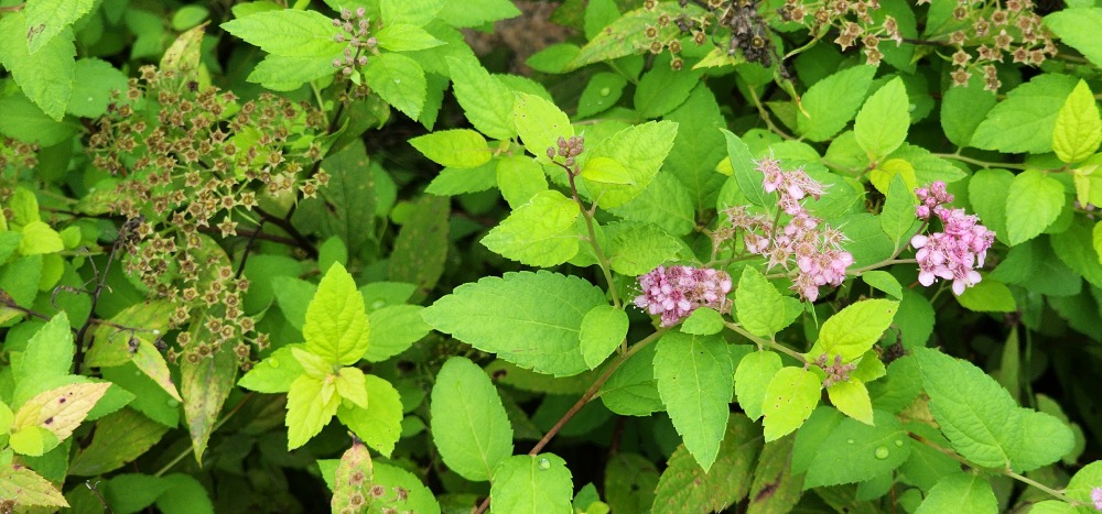 일본조팝나무-관곡지 20250719_162109.jpg