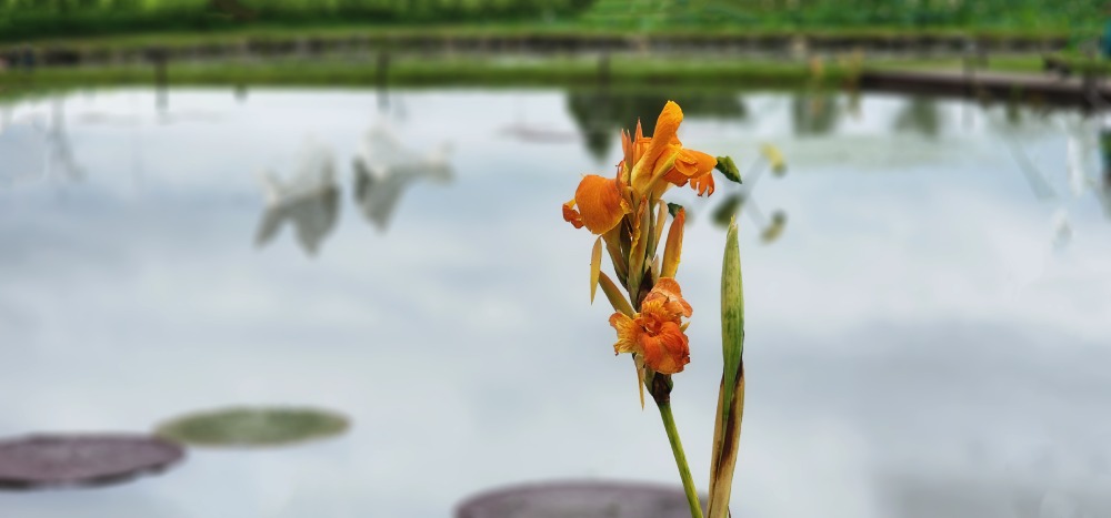 칸나 릴리-관곡지.jpg