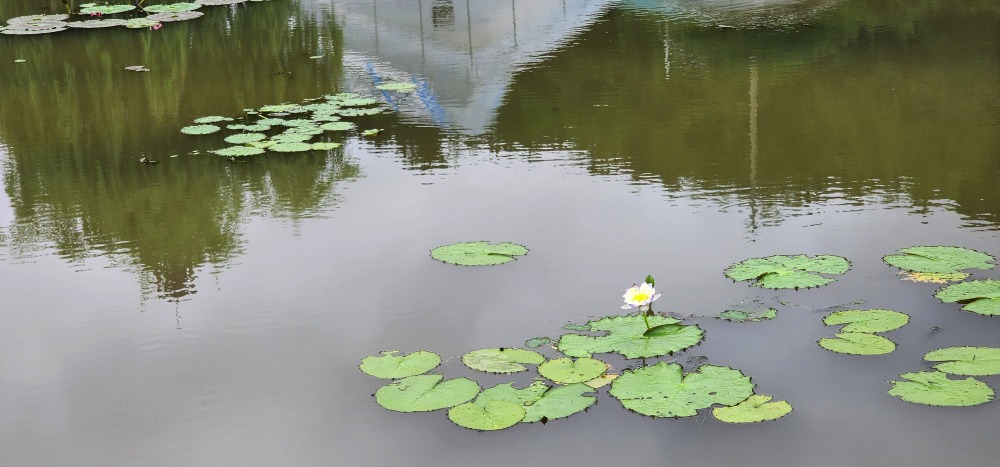 수련-관곡지.jpg