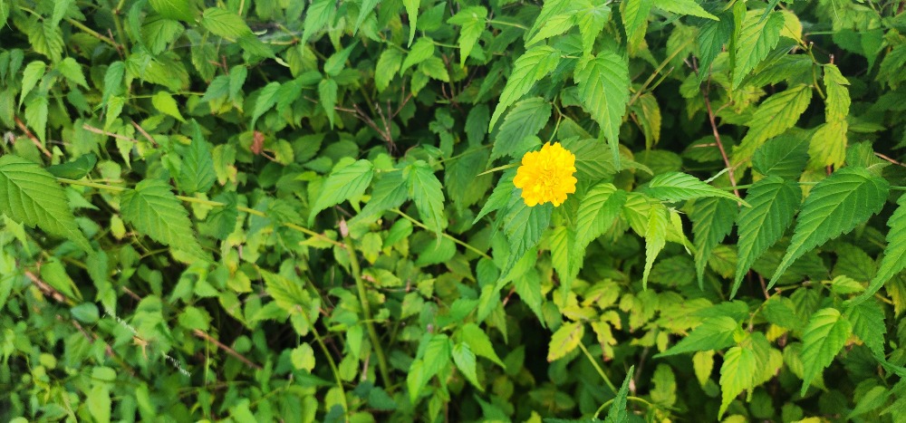 황매화(죽단화)4.jpg