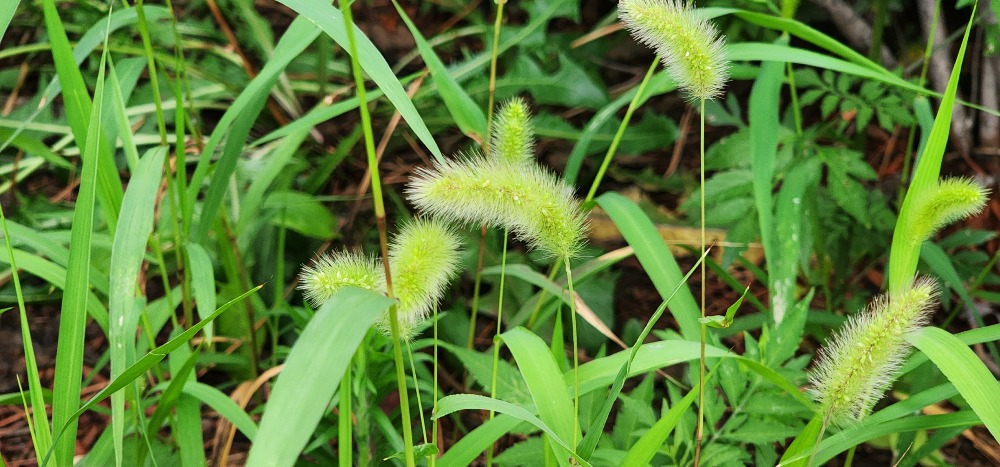 강아지풀1-부평산단.jpg