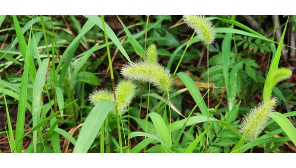 강아지풀1-부평산단.jpg