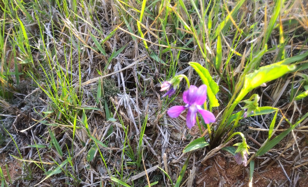 벌레잡이제비꽃(모테츠메, 로툰티플로라)-2019 월촌2.jpg
