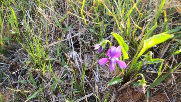 벌레잡이제비꽃(모테츠메, 로툰티플로라)-2019 월촌2.jpg