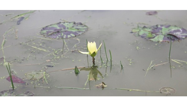 수련.jpg
