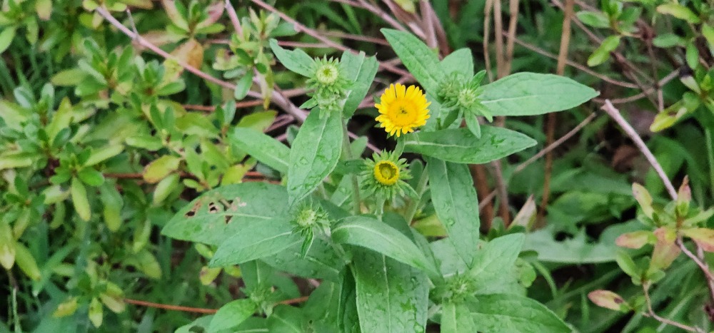 노란민들레  20250906_184928.jpg