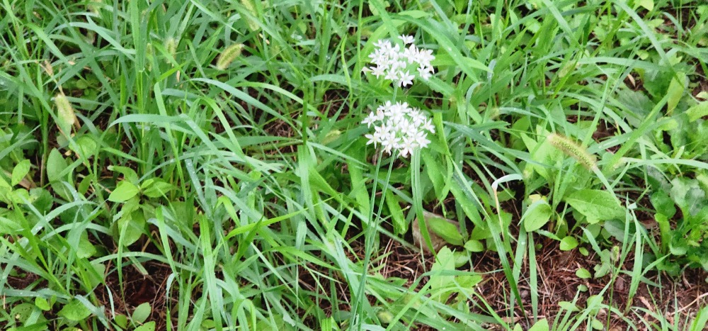 부추꽃 20250906_184824.jpg