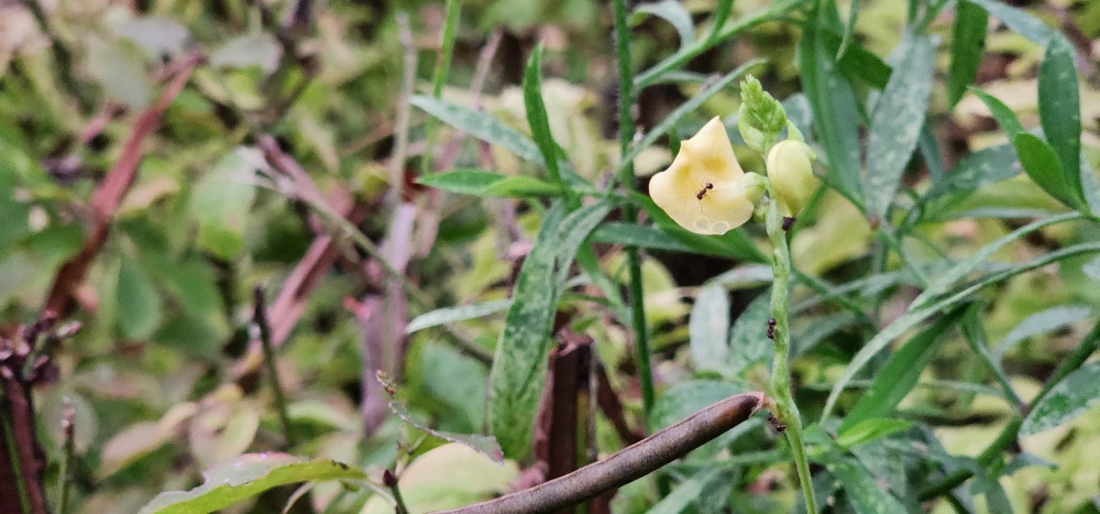 온두라스흰박쥐 20250906_185113.jpg